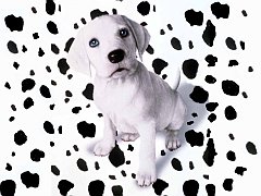 Animals - Baby Animal Dalmation Wallpapers - 0.1 Wallpaper 1024x768